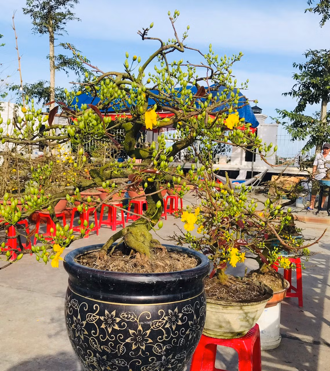 Anh P. một chủ vườn cho biết, vài năm trở lại đây, mai vàng An Nhơn loại bonsai mini được khách hàng ưa chuộng bởi kiểu dáng đẹp, kích cỡ nhỏ dễ vận chuyển, giá cả lại hợp túi tiền nên thường bán rất nhanh.