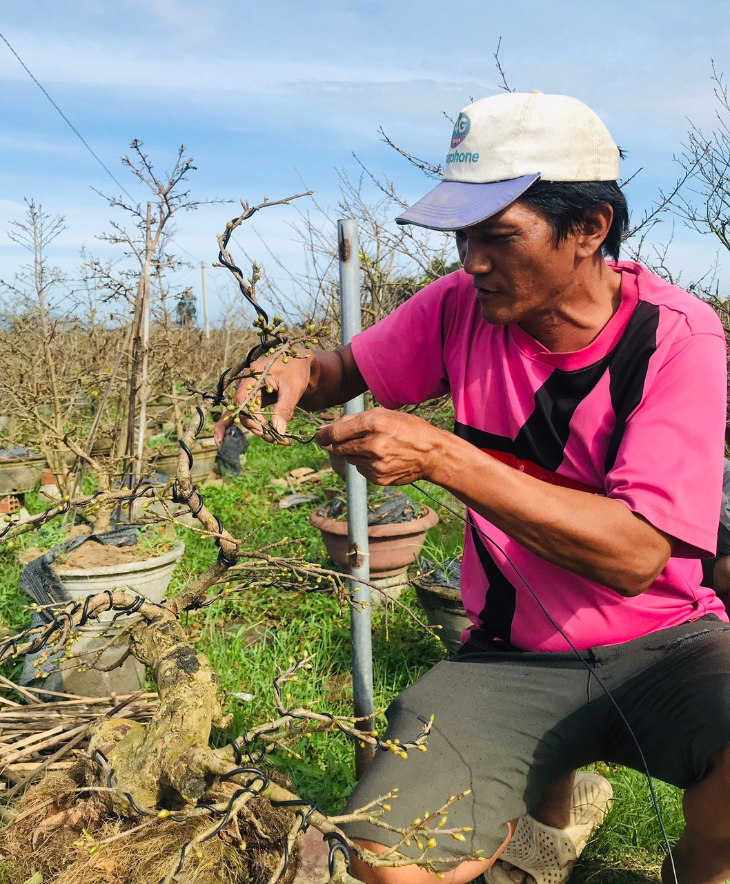 Các nghệ nhân trồng mai tại đây cho biết, từ khoảng 15 tháng chạp, các làng mai bắt đầu sôi động, khách hàng các tỉnh từ khắp mọi miền đất nước đổ về mua nhiều, nhiều nhà vườn không còn mai để bán sỉ.