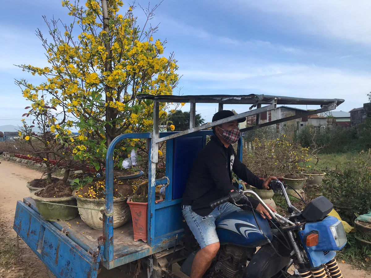 Thanh niên được huy động để chở mai từ nhà vườn ra tỉnh lộ, quốc lộ giao cho khách.