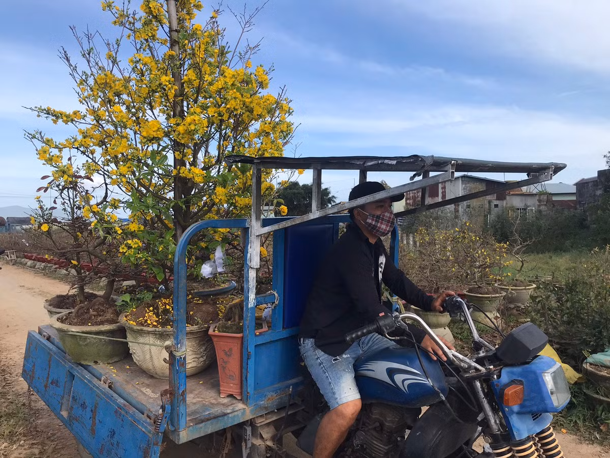 Thanh niên được huy động để chở mai từ nhà vườn ra tỉnh lộ, quốc lộ giao cho khách.