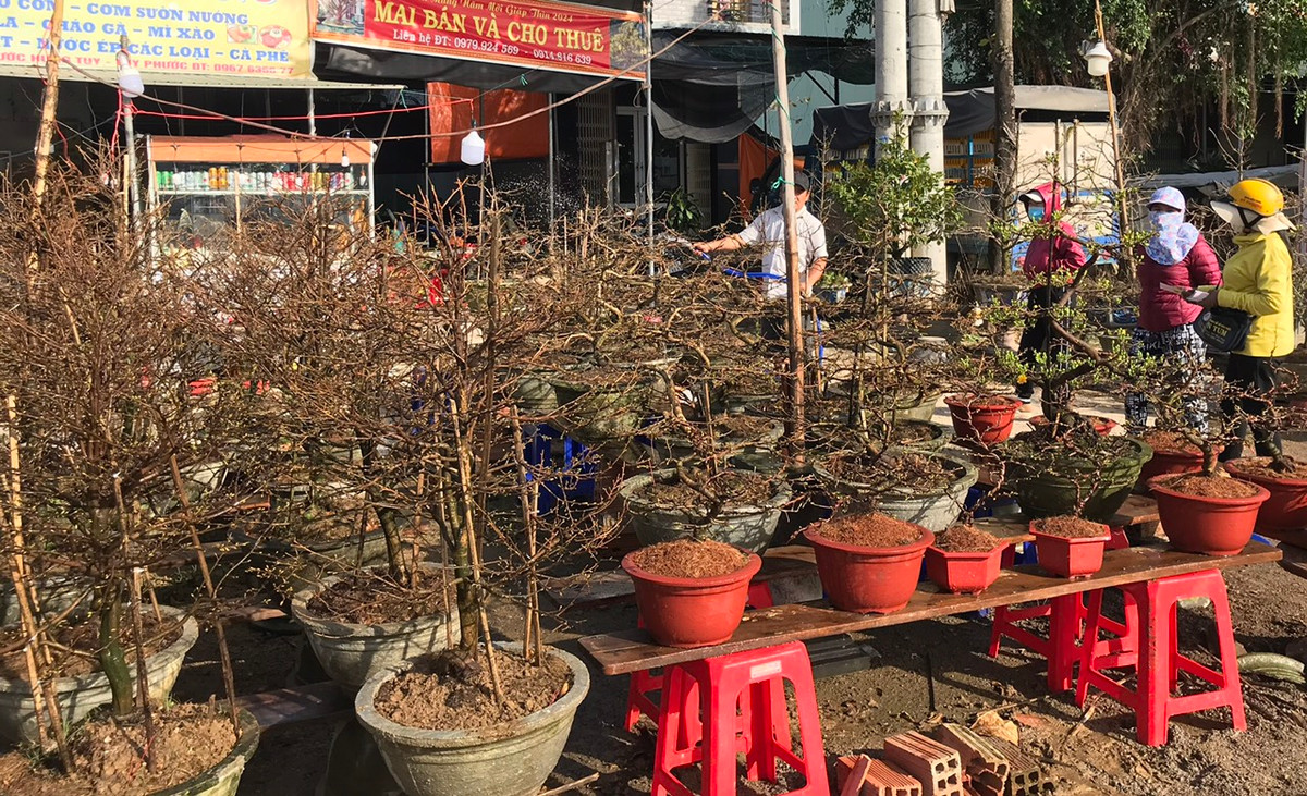 Không chỉ đổ bộ ra Hà Nội và các tỉnh phía Bắc hay TP. HCM và các tỉnh miền Tây như Cần Thơ, An Giang..., dọc quốc lộ 1A đoạn từ huyện Phù Mỹ vào thành phố Quy Nhơn (Bình Định) những ngày này cũng tràn ngập các loại mai.