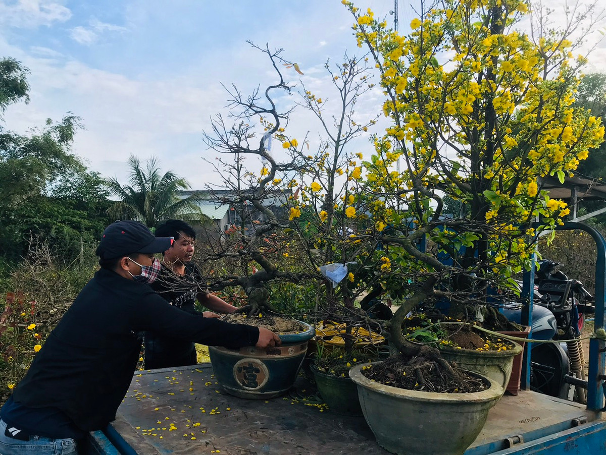 Không khí tấp nập tại các làng mai ở thị xã An Nhơn những ngày nửa cuối tháng chạp.