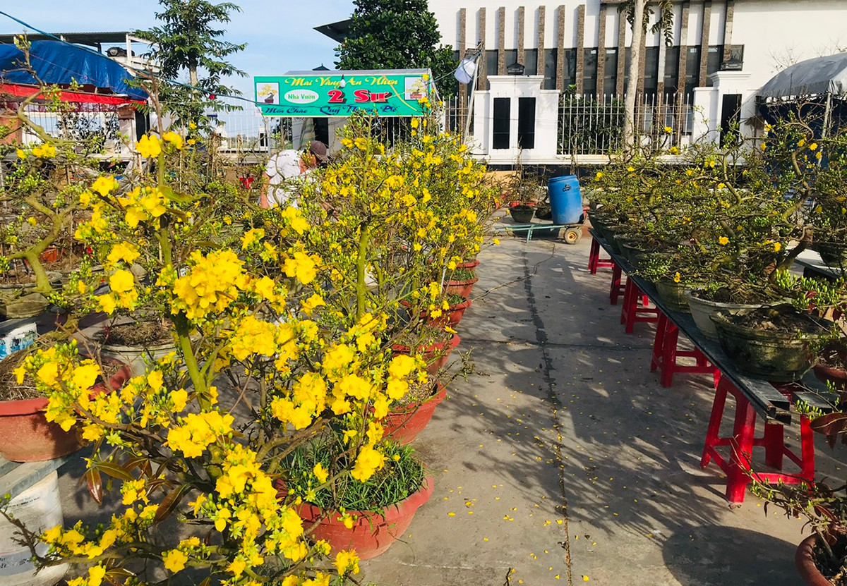 Các chậu mai được bán tùy theo kích thước và kiểu dáng với giá bán sỉ từ 600.000 đồng đến 1 triệu đồng/chậu. Những chậu mai có kích thước lớn, dáng đẹp sẽ có giá từ vài chục triệu đến cả trăm triệu đồng.