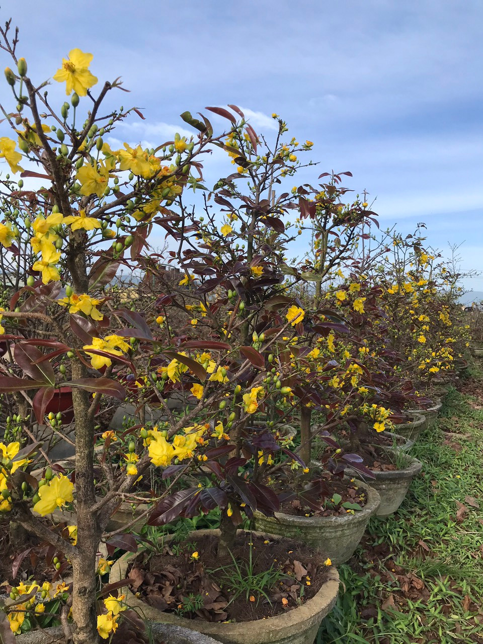 Những ngày cuối tháng chạp, những chậu mai vàng bắt đầu khoe sắc rực rỡ trên những cánh đồng mai bạt ngàn ở thị xã An Nhơn.