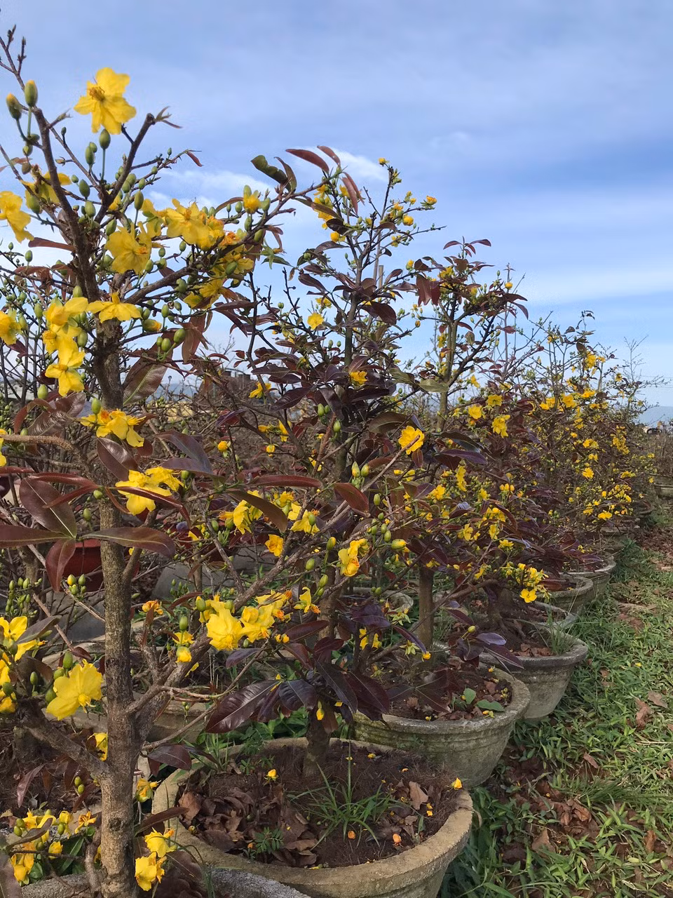 Những ngày cuối tháng chạp, những chậu mai vàng bắt đầu khoe sắc rực rỡ trên những cánh đồng mai bạt ngàn ở thị xã An Nhơn.