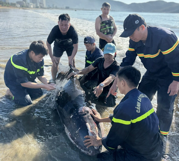 Sau hồi vật lộn cố đưa cá lớn về lại biển sâu không được, người dân báo cho lực lượng chức năng để triển khai cứu hộ.