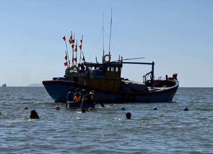 Chi cục Thủy sản Bình Định đã liên hệ với ngư dân hỗ trợ thuyền cùng Đội cứu hộ của thành phố nhanh chóng đưa cá ra vùng biển sâu, càng xa, càng sâu càng tốt, tại vị trí Phao số 0 để cá phục hồi sức khỏe và định hướng bơi ra ngoài khơi trở lại.