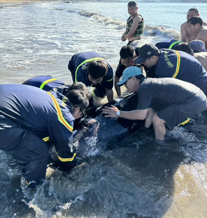 Trong sáng cùng ngày, lực lượng Cảnh sát PCCC-CNCH Công an tỉnh Bình Định đã huy động nhân lực để sơ cứu, hồi sức và sử dụng tàu cá dìu cá nhà táng trở ra lại vùng biển sâu để đảm bảo đủ oxy và điều kiện phục hồi.