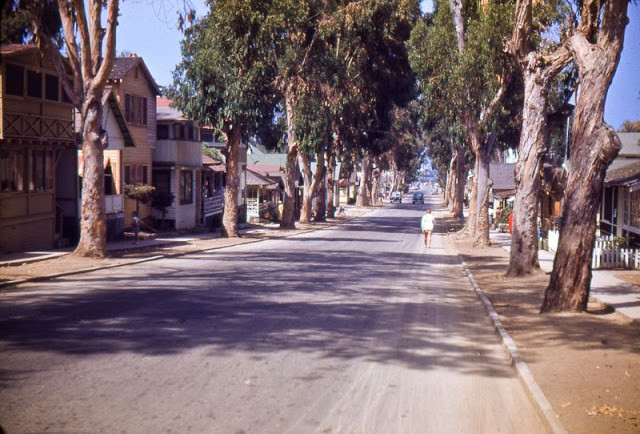 Hai hàng cây chạy thẳng theo con đường ở California.