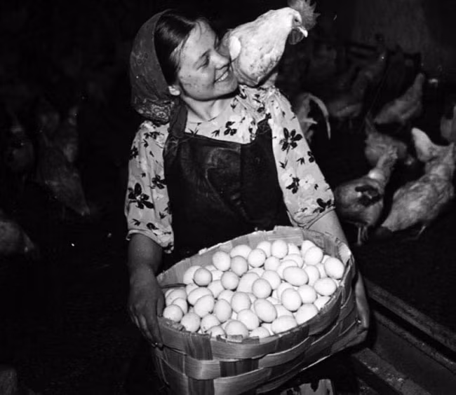 Người phụ nữ vui mừng thu hoạch trứng gà ở thành phố Kirovsk năm 1950.