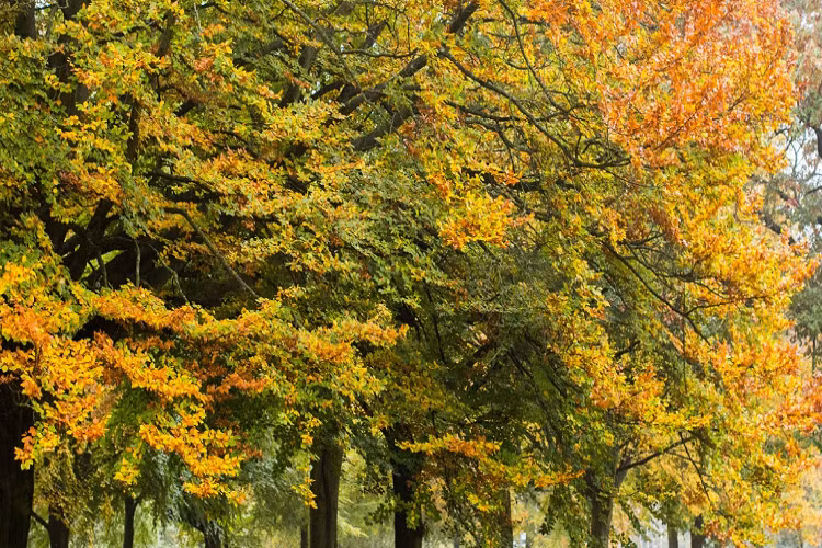Lá cây chuyển màu khi thu sang ở Clifton, Bristol.
