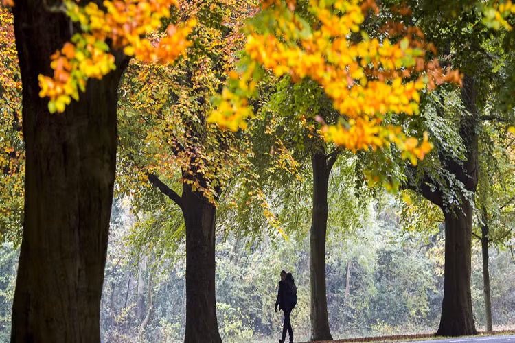 Một du khách đi bộ dưới hàng cây vào mùa thu ở Clifton, Anh.