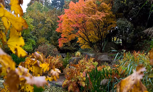 Khung cảnh trong công viên Cannon Hill Park ở Birmingham vào mùa thu.