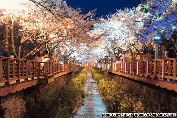Con đường hoa anh đào tại Yeojwa Stream làm say đắm lòng người.
