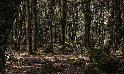 Được biết, người dân sử dụng trung bình 1 tấn gỗ mỗi ngày để "sưởi ấm" các phòng tắm hơi. Tình trạng khai thác gỗ quá mức đã tàn phá những khu rừng ở Ma-rốc. “Những khu rừng ở Ma-rốc đang dần biến mất”, Mohammed Ellatifi, một cựu quan chức cấp cao của Ma-rốc, cho hay.