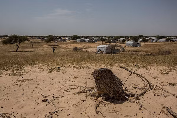 Người tị nạn ở khu trại Dar Es Salam nhặt những cành cây khô để làm củi đốt.