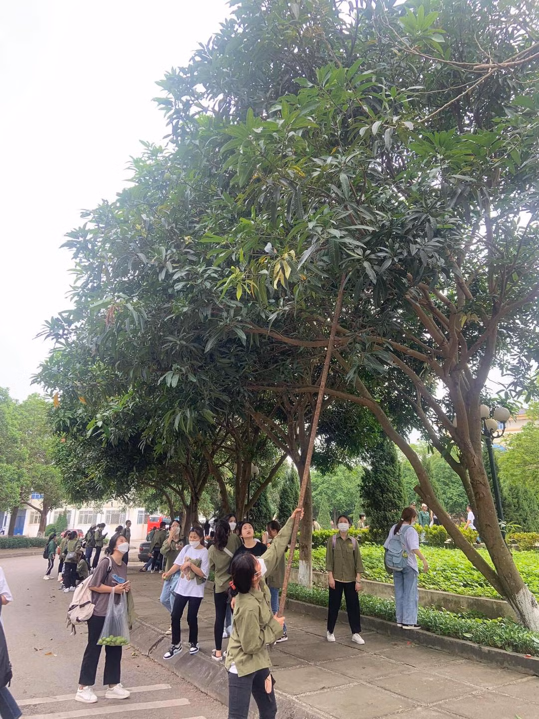 Thời đi học luôn gắn liền với nhiều kỷ niệm đẹp nhất của mỗi chúng ta, bên cạnh chuyện học thì các cô cậu học sinh, sinh viên còn bày đủ trò trong trường, mà phổ biến nhất có lẽ là… vặt trộm xoài mọc trong sân. Ảnh: Phạm Ánh-Lang Thang Hà Nội