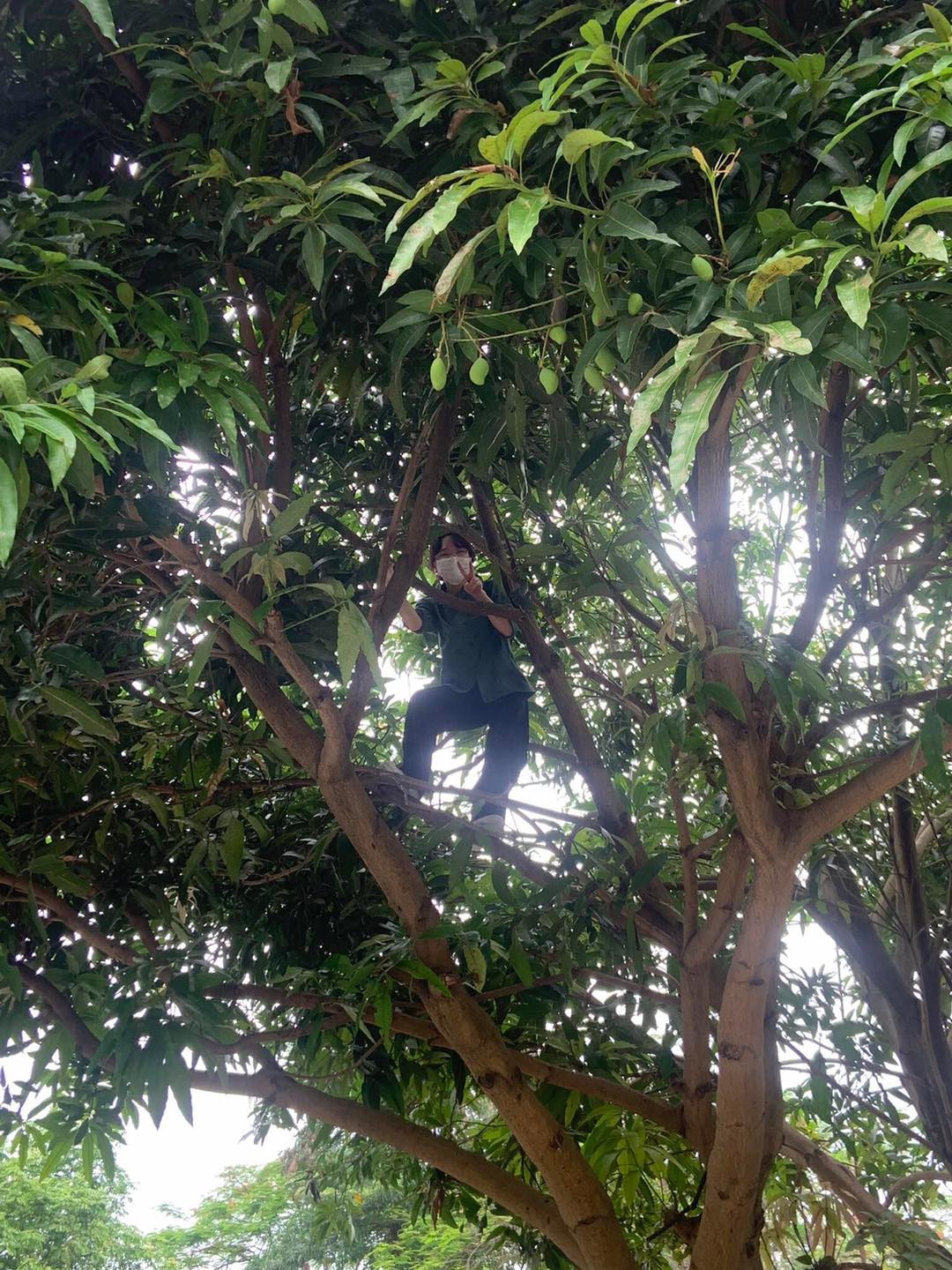 Vô vàn những chiêu trò được các bạn trẻ nghĩ ra để thưởng thức được loại quả nhìn thôi đã "ứa nước miếng" vì thèm. Ảnh: Phạm Ánh-Lang Thang Hà Nội