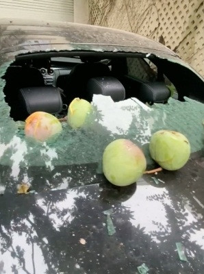 Khi quay clip vợ cũ Quách Ngọc Ngoan khiến mọi người ngỡ ngàng đến buồn cười khi cây xoài "phản chủ" rơi trúng chiếc ô tô trị giá 2 tỷ đồng đang để ở dưới.