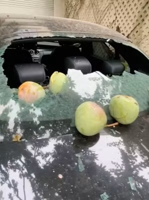 Khi quay clip vợ cũ Quách Ngọc Ngoan khiến mọi người ngỡ ngàng đến buồn cười khi cây xoài "phản chủ" rơi trúng chiếc ô tô trị giá 2 tỷ đồng đang để ở dưới.