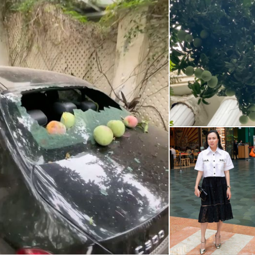 Câu chuyện về cây xoài "phản chủ" nhà Phượng Chanel cũng từng khiến xế hộp của nữ đại gia vỡ kính đã gây chú ý lớn trên MXH.