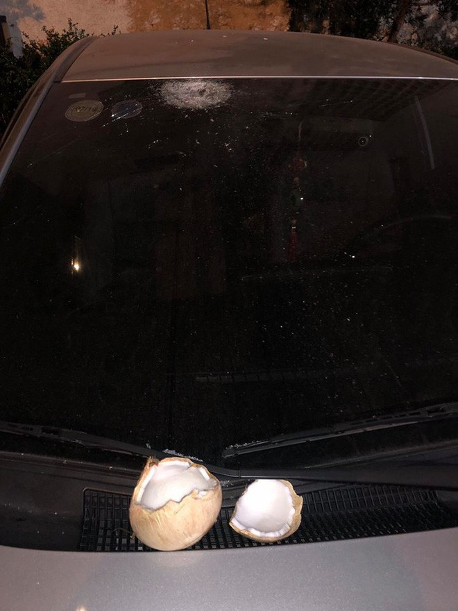 Không riêng gì quả mít, sức nặng của quả dừa cũng đủ khiến làm kính bị nứt vỡ.