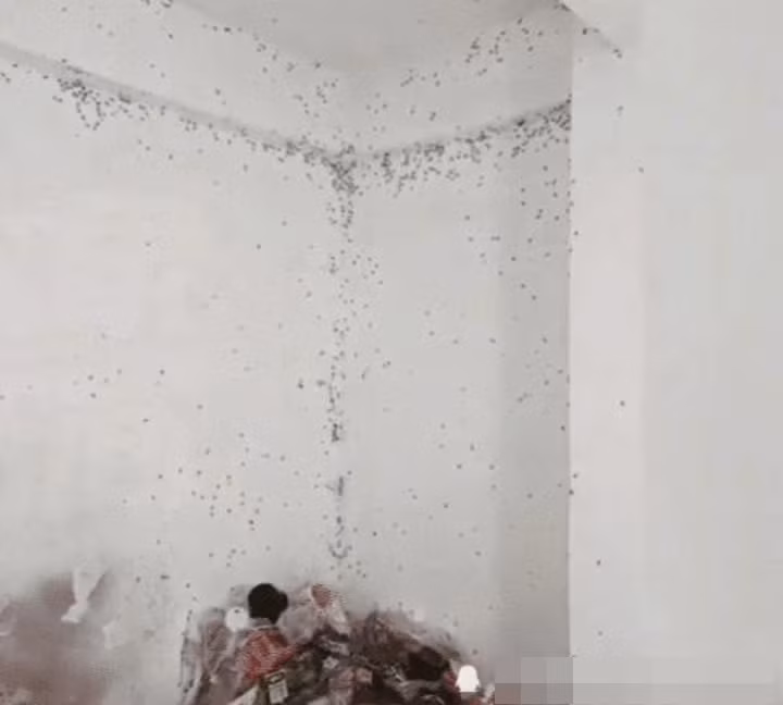 Được biết, căn phòng trọ ngập rác này ở Chu Hải, Quảng Đông, Trung Quốc, đoạn video được một người chia sẻ lại trên mạng xã hội và khiến ai nấy ngã ngửa trước những gì mình được chứng kiến.