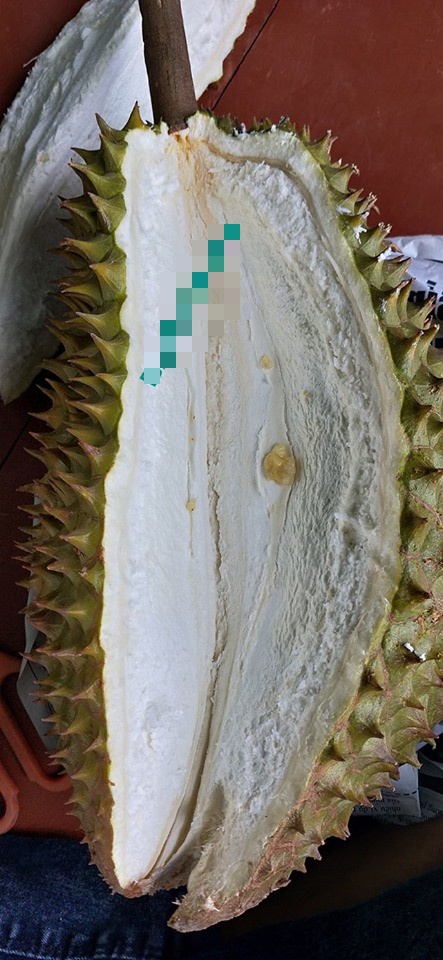 Lại thêm một thảm cảnh khi bổ trái sầu riêng với phần vỏ nhiều hơn ruột.