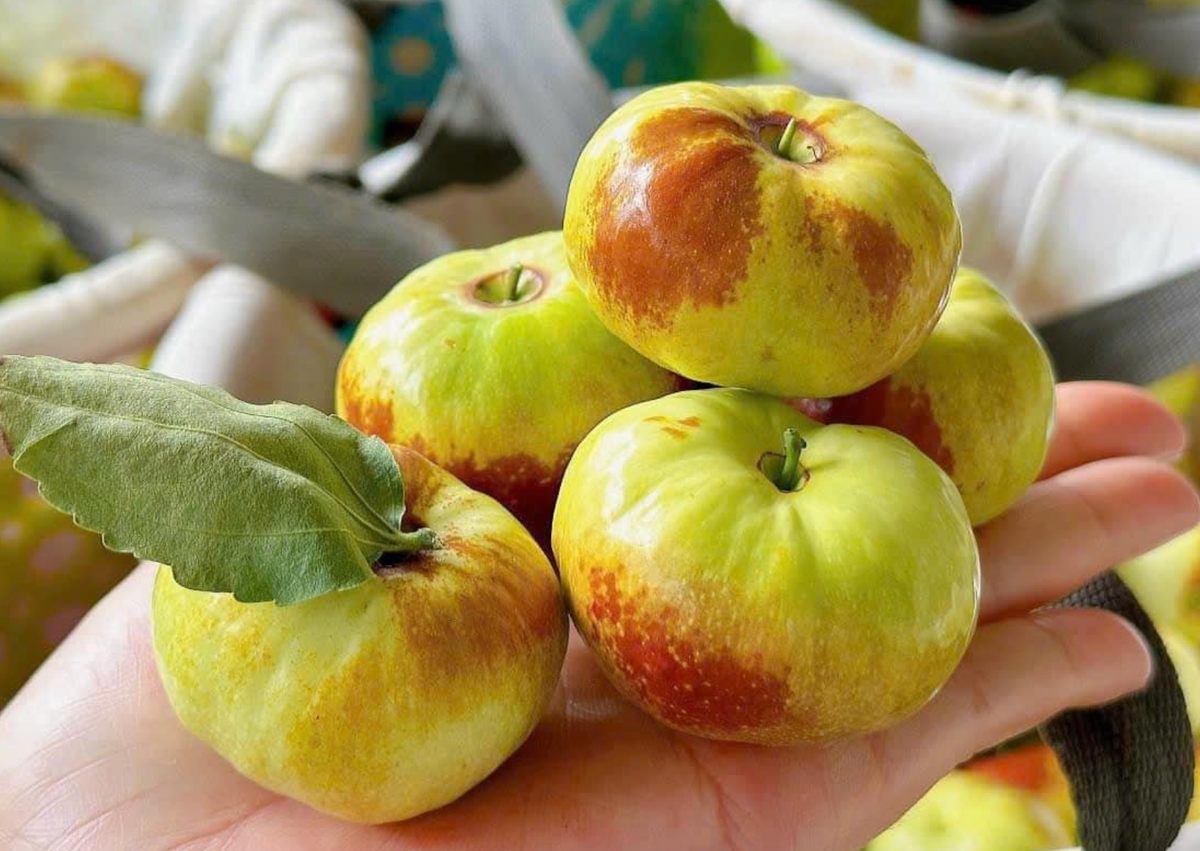 Gần 400 triệu USD nhập rau quả Trung Quốc về Việt Nam Gan 400 trieu USD nhap rau qua Trung Quoc ve Viet Nam