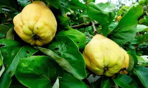 Loại quả vừa chát vừa cứng, hóa ra là đặc sản gần 200.000đ/kg Loai qua vua chat vua cung, hoa ra la dac san gan 200.000d/kg