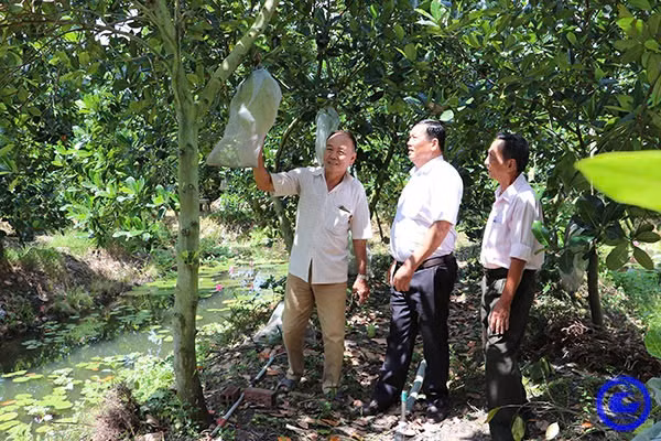 Loai trai ngon tang gia cao, nguoi dan loi tien ty