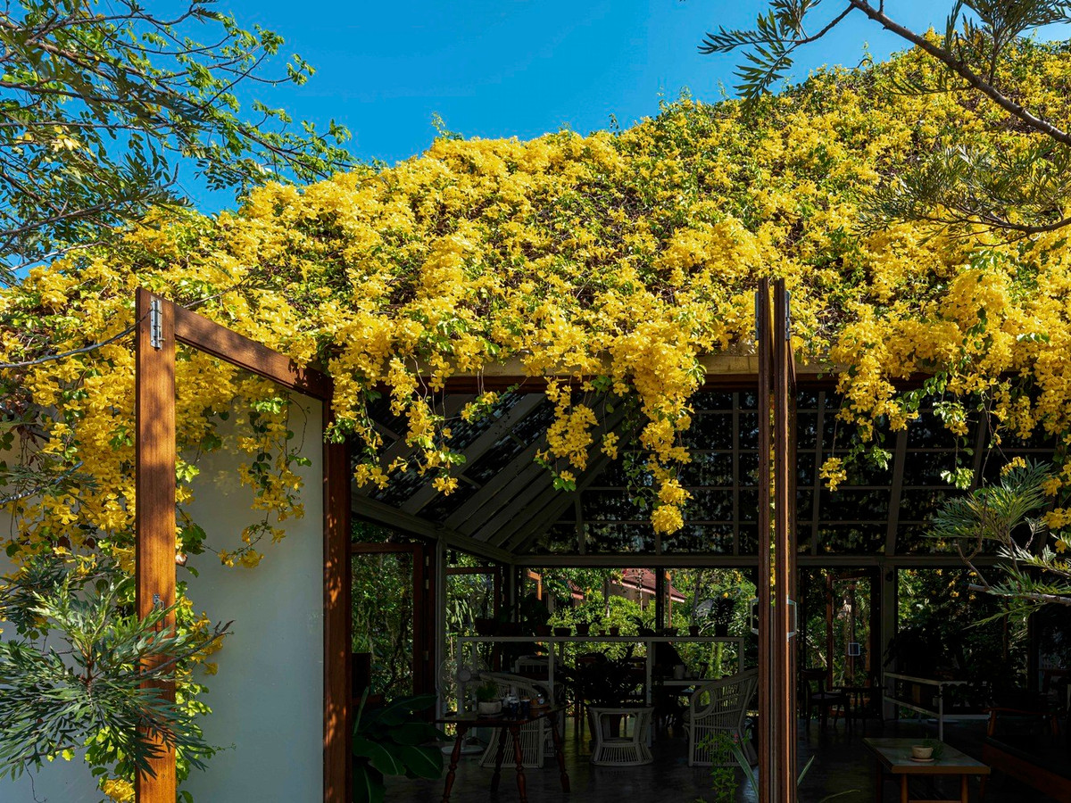 Cây kèn vàng được chọn làm một phần của ngôi nhà vì tán lá rậm rạp và hoa nở theo mùa, tạo thêm nét thú vị.