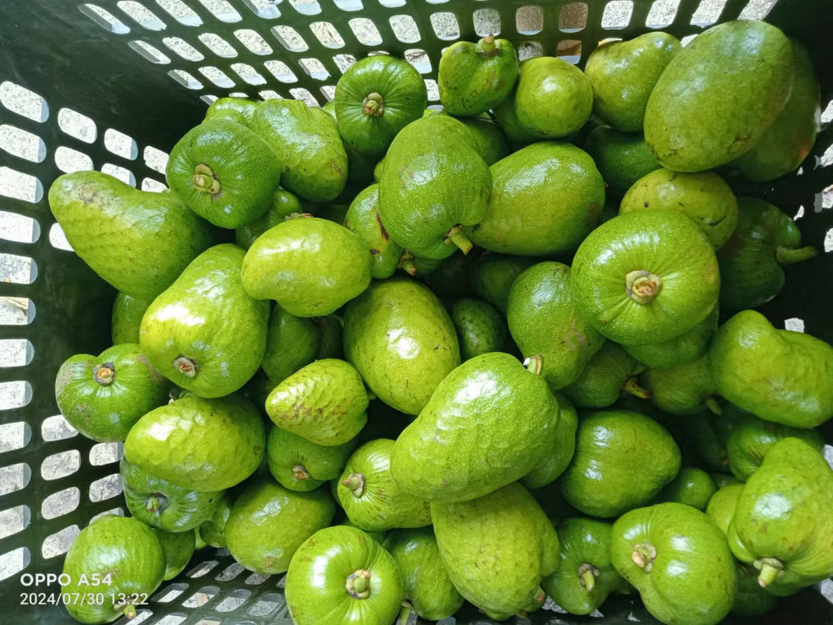 Loại quả ở quê rụng đầy lên thành phố bán 30.000 đồng/kg Loai qua o que rung day len thanh pho ban 30.000 dong/kg