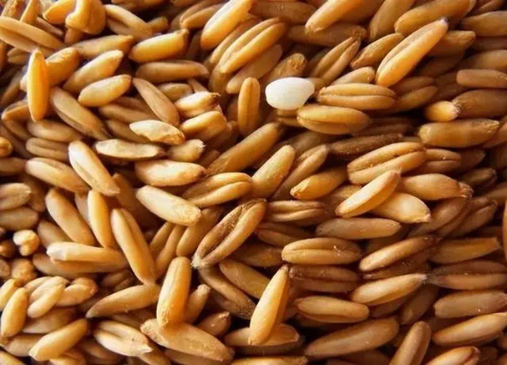 Loài cỏ dại xưa muốn diệt tận gốc, nay giá 4,5 triệu/kg - Hình 2 Loai co dai xua muon diet tan goc, nay gia 4,5 trieu/kg-Hinh-2