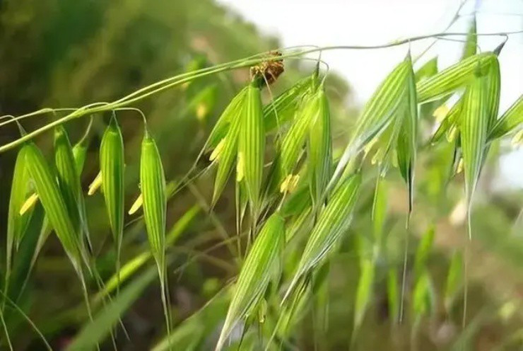 Loài cỏ dại xưa muốn diệt tận gốc, nay giá 4,5 triệu/kg Loai co dai xua muon diet tan goc, nay gia 4,5 trieu/kg