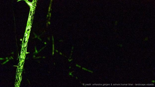 Khu rung ky la phat sang trong dem o An Do-Hinh-2