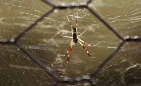 Ly giai hien tuong con mua nhen ma quai o Australia