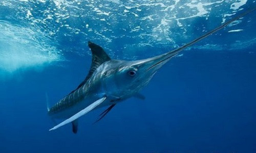 Quai vat mom kiem dai, sac nhon san moi nhanh ky luc