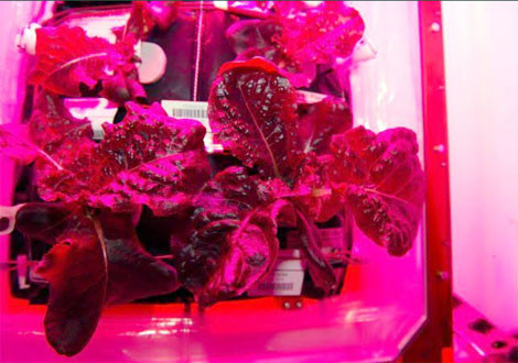 NASA trong rau xanh tren khong gian thanh cong