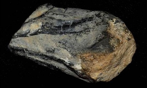 Hóa thạch tìm thấy trong Công viên Bang Berlin-Ichthyosaur ở Nevada được coi là một phần mỏ của loài mực cổ khổng lồ. (Ảnh: fearnet.com).