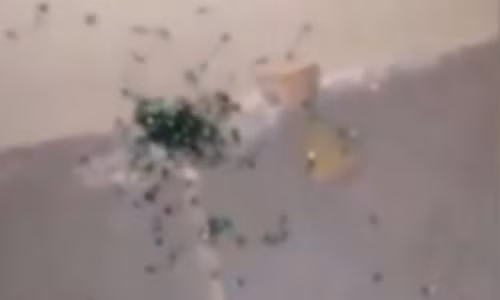 Kinh hoang nhen me no tung de giai phong nhen con