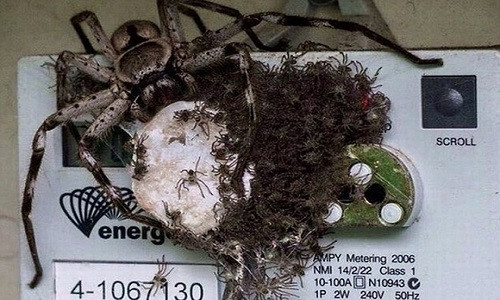 Khiếp đảm nhện khổng lồ và con bu kín đồng hồ điện Khiep dam nhen khong lo va con bu kin dong ho dien