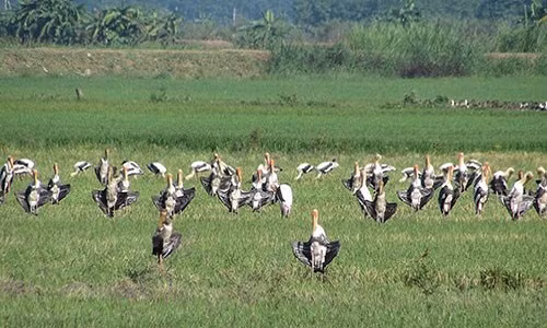 Dan bo nong chan xam xuat hien bi an o Binh Thuan