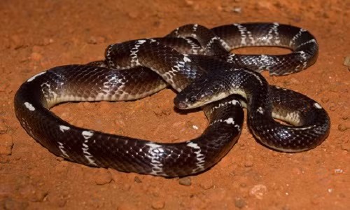 Ran cuc doc o An Do giet chet 3000 nguoi moi nam