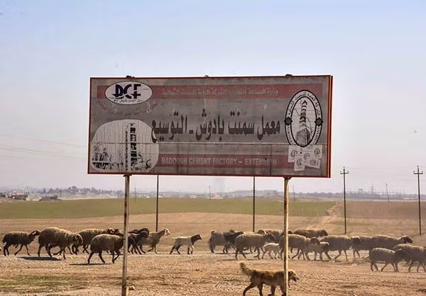 Đàn gia súc được sơ tán khi quân chính phủ Iraq tiến về thị trấn Badush, sau khi giải phóng thêm nhiều ngôi làng quanh xung quanh thị trấn từ tay nhóm khủng bố IS. Ảnh FNA