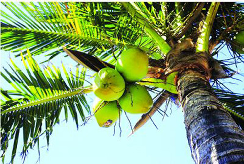 Nên chọn những trái dừa non. Dừa non từ 5 – 7 tháng tuổi được đánh giá chứa nhiều dưỡng chất nhất. Chọn dừa thời điểm này, tùy kích thước và giống dừa mà lượng nước có thể đạt từ 200 – 1000ml.