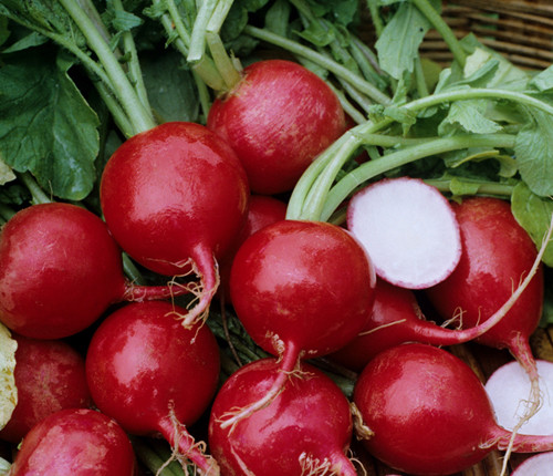 Củ cải đường. Chuyên gia sức khỏe đánh giá cao củ cải đường bởi chúng chứa chất chống oxy hóa đặc biệt có tên betalain ngăn chặn sự hình thành gốc tự do trong cơ thể. Ngoài ra, kali, magie, phốt pho, sắt, chất xơ, axit folic, beta – carotene trong củ cải còn mang lại khả năng chống viêm, rất tốt cho người mắc bệnh xương khớp.