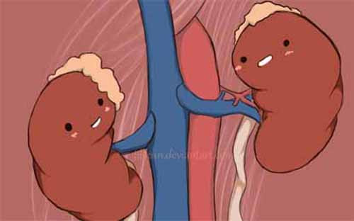 Điều này có thể dẫn đến tổn thương thận cấp tính. Nó thực sự nguy hiểm bởi cần mất nhiều thời gian mới có thể phục hồi chức năng thận. Ngoài yếu tố thời gian và tiền bạc, không ít trường hợp được chẩn đoán tổn thương thận vĩnh viễn do uống qua nhiều bia.