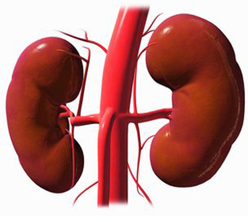 Một khi gan bị tổn thương có thể tác động khiến chức năng hoạt động của thận cũng bị ảnh hưởng. Về lâu dài, thận trở nên suy yếu thậm chí rối loạn chức năng.