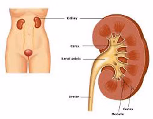 Cụ thể, uống nhiều bia khiến bạn đối diện với các vấn đề về thận. Những chất có hại trong bia khiến thận phải “gồng mình” để lọc. Về lâu dài thận trở nên yếu hơn, không thể đảm bảo chức năng lọc máu.